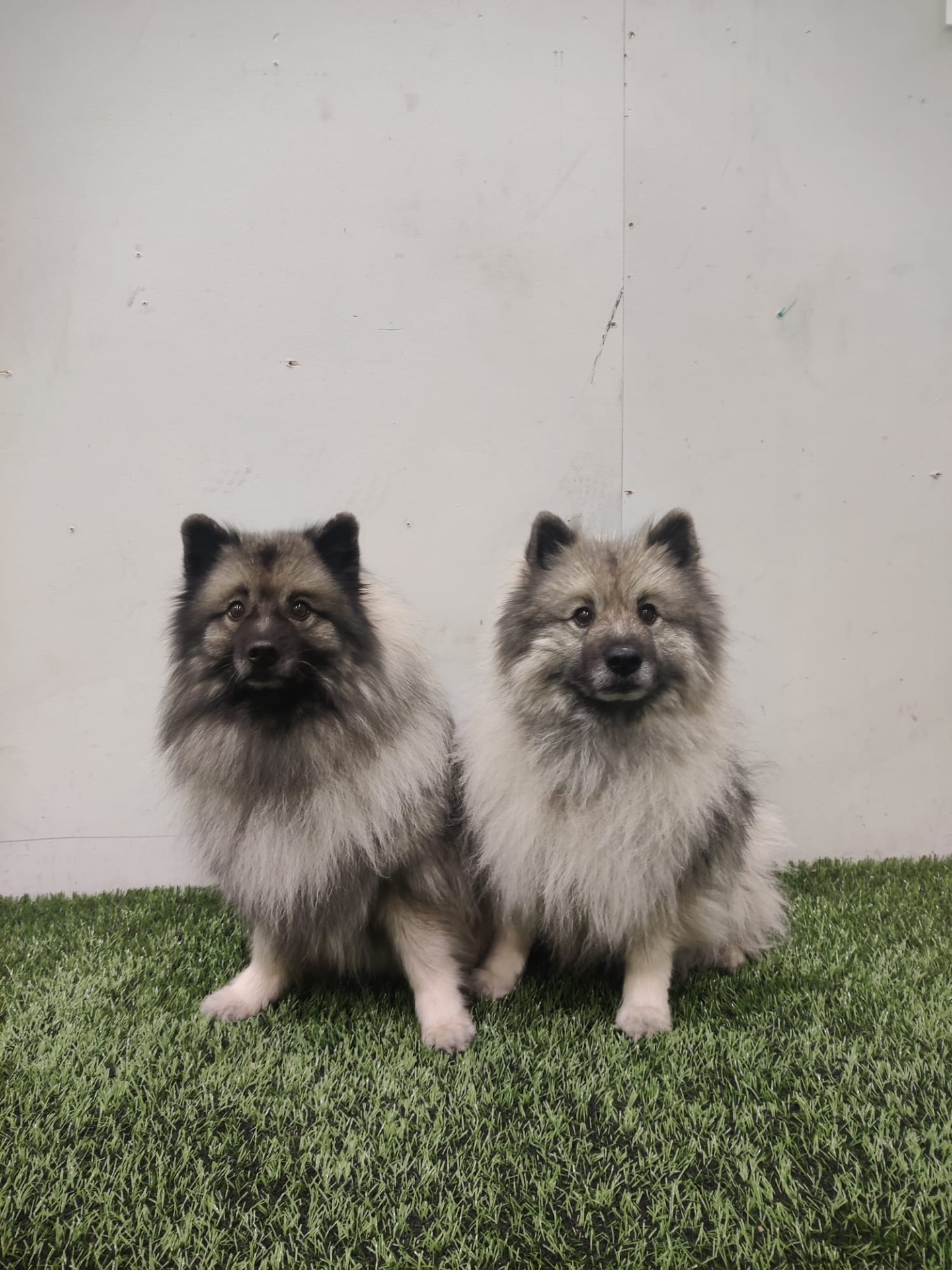 Kolmosluokkalaiset Risku ja Darra