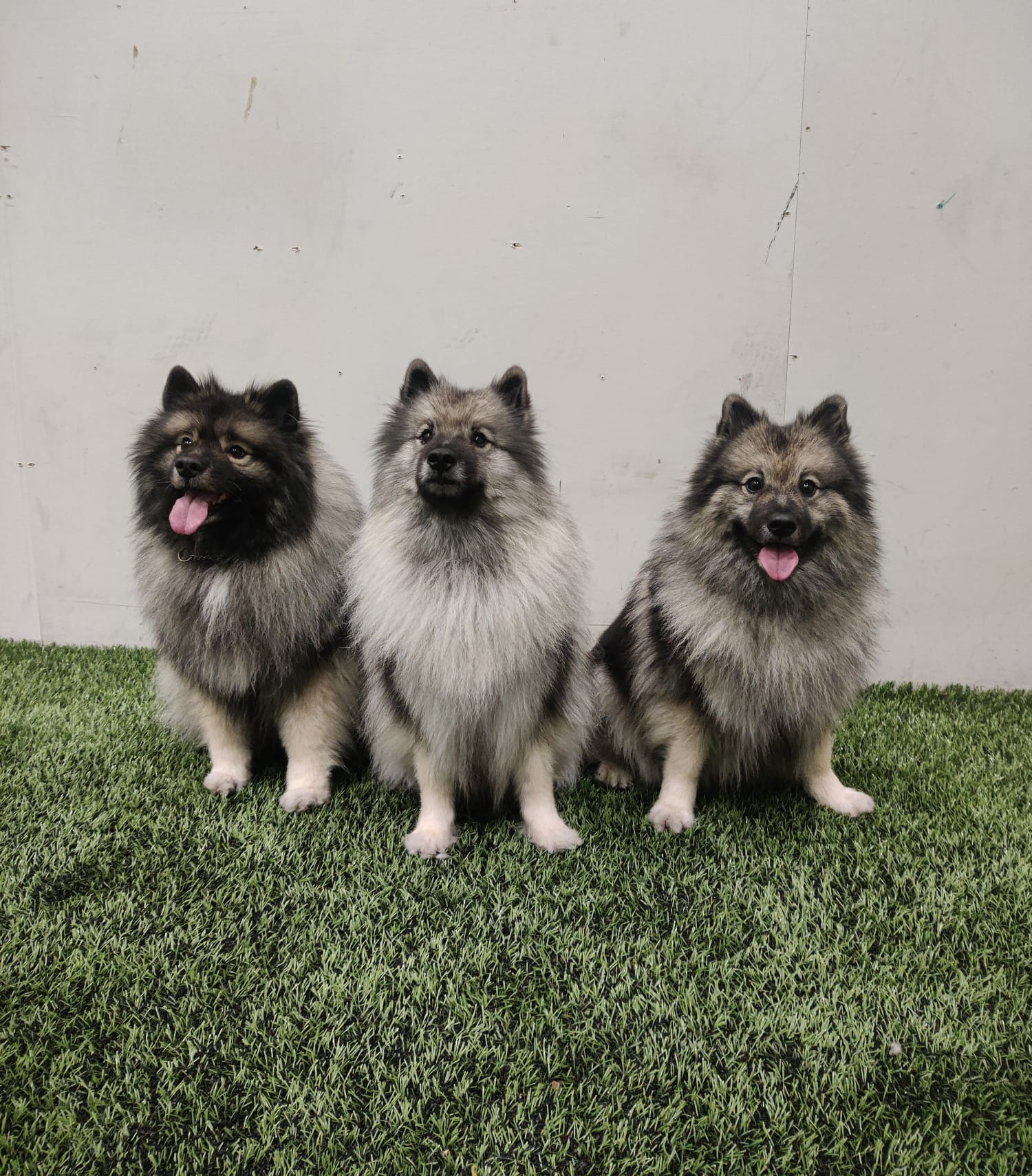 Kakkosluokkalaiset Mysti, Hilma ja Tundra